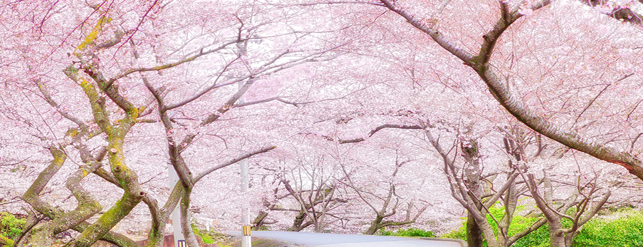 桜の写真